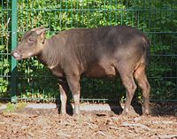 Anoa 3.jpg