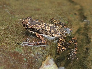 <i>Ansonia mcgregori</i> Species of amphibian