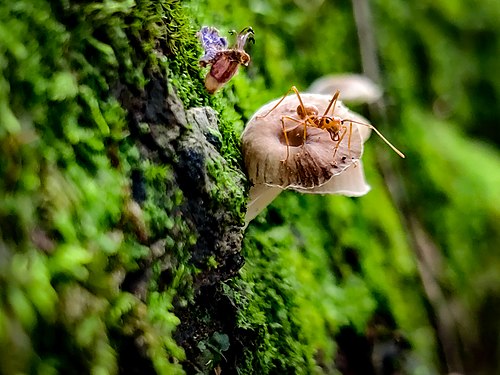 A red ant on top of a mushroom on a dead tree filled with moss. Photograph: Heigen18
