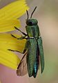 Anthaxia sponsa