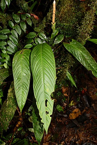 <i>Anthurium pallens</i> Species of plant