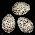 * Nomination eggs of tawny pipit (campestris) - Oeufs de Pipit rousseline (campestris) --Ercé 06:32, 9 January 2024 (UTC)  Support Good quality. --Poco a poco 08:01, 9 January 2024 (UTC) * Promotion {{{2}}}