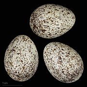 Anthus campestris (museum specimens) (tawny pipit (campestris)) eggs