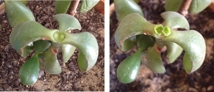 Shoot apical meristems of Crassula ovata (left). Fourteen days later, leaves have developed (right).