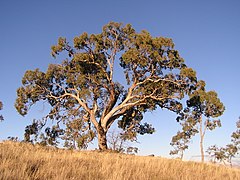 E. bridgesiana (apple box) on Red Hill, Australian Capital Territory.