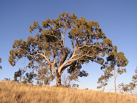 Eucalyptus_bridgesiana