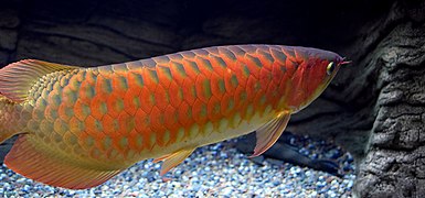 Arowana