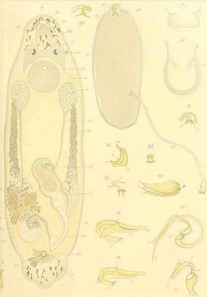 File:Arbeiten aus dem Zoologischen Institut zu Graz (1904-1906) (19128036003).jpg