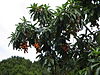 Arbutus canariensis2.jpg