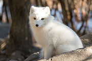 Песець (Vulpes lagopus)