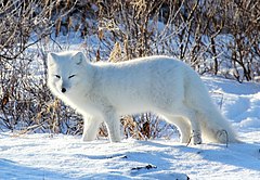 Arctic fox (6375719339).jpg