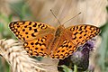 Feuriger Perlmuttfalter (Argynnis adippe)[14]