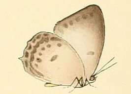 Amblypodia disparilis