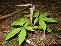 2022年5月11日 (水) 14:41時点における版のサムネイル