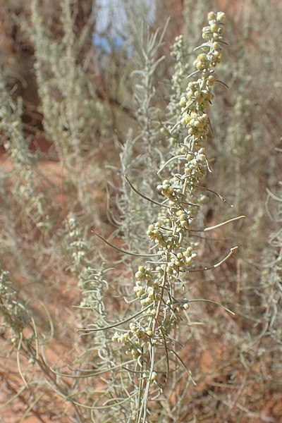 File:Artemisia filifolia kz17.jpg