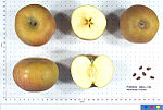 Miniatura para Ashmead's Kernel (manzana)