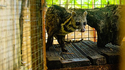 Aside from being carnivorous, coffee beans form part of the civet's diet. Asian Palm Civet.jpg