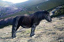 Dans un paysage de montagne, un poney noir se présente librement de profil.