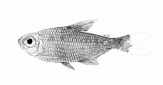 <i>Makunaima</i> Genus of fishes
