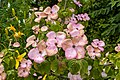 * Nomination Cornus Kousa "Miss Sotomi" (Pink), at Berrington Hall --Mike Peel 07:06, 7 July 2022 (UTC) * Promotion  Support Good quality. --Poco a poco 09:10, 7 July 2022 (UTC)