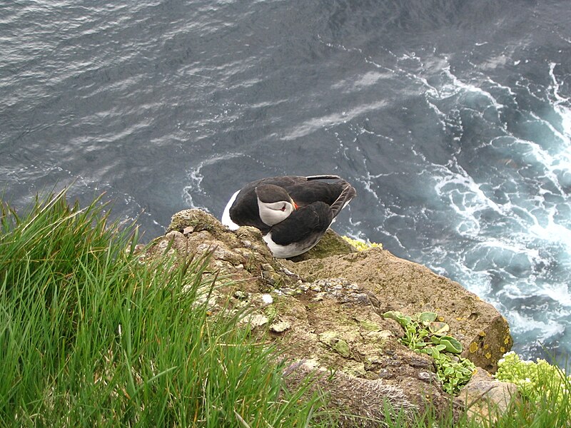 File:Atlantic Puffin Latrabjarg Iceland 09.jpg