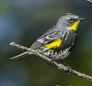 <span class="mw-page-title-main">Audubon's warbler</span> Species of bird