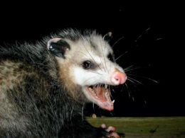 AwesomePossum-AmericanOpossum.jpg