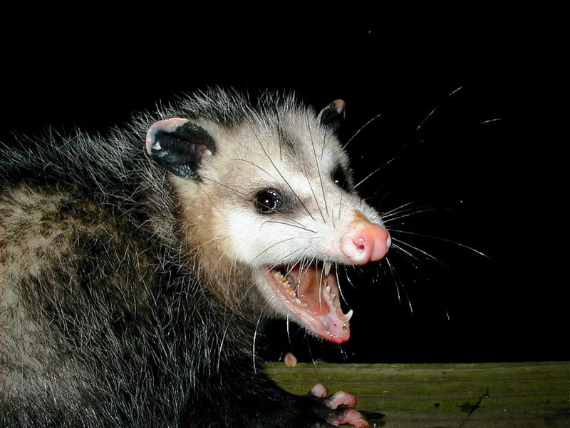 File:AwesomePossum-AmericanOpossum.jpg