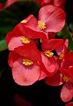 * Nomination Begonia (Begonia semperflorens), in a garden, France. --JLPC 20:36, 10 September 2012 (UTC) * Promotion Good quality. --Poco a poco 20:38, 11 September 2012 (UTC)