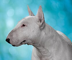 BULL TERRIER Agosto 2010.jpg