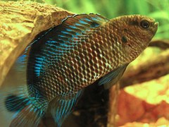 Риба-хамелеон (Badis badis) — типовий представник родини