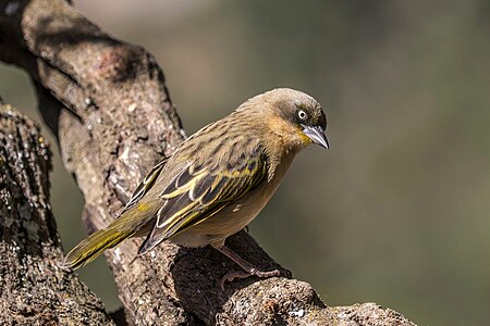 Baglafecht weaver (Ploceus baglafecht baglafecht) male non-breeding