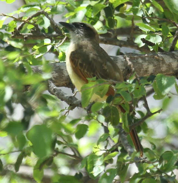 File:Baird‘s Flycatcher.jpg