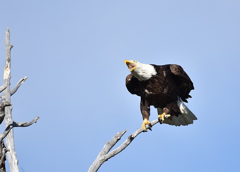 File:Bald eagle at Seedskadee National Wildlife Refuge (39301440234).jpg