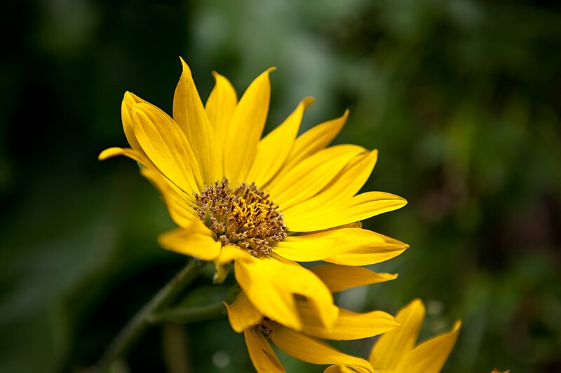 File:Balsamorhiza sagittata.jpg