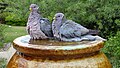 Band-tailed Pigeon (26678371356).jpg