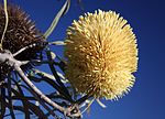 Thumbnail for Banksia lindleyana