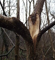 A junction with included bark that failed in storm conditions, growing on a hazel tree (Corylus avellana) Bark inclusion failure in hazel Corylus avellana.jpg