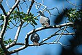 Peale's Imperial Pigeon (Ducula latrans)