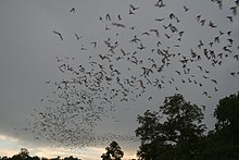 Bats miss optimal foraging time when exposed to light pollution. Bats flying (9413217529).jpg