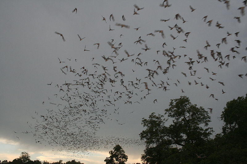 File:Bats flying (9413217529).jpg