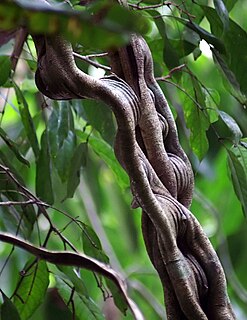 <i>Bauhinia glabra</i> Species of legume