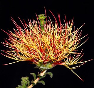 <i>Beaufortia bicolor</i> Species of flowering plant