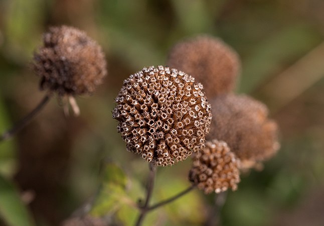 大紅香蜂草（Monarda didyma）的种子。摄于布鲁克林植物园。