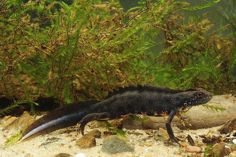 File:Benny Trapp Triturus carnifex.jpg