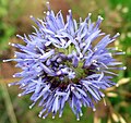 Jasione montana