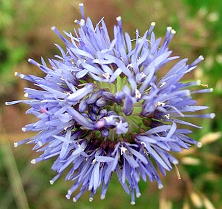 <i>Jasione</i> genus of plants