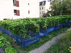 Carré de vigne au Victoriapark de Berlin.