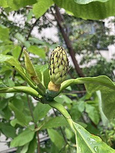 BigLeafMagnoliaFruitUnripe.jpg