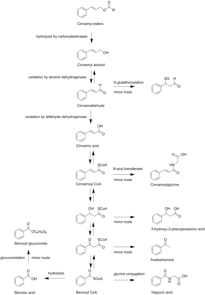 The biotransformation of cinnamyl esters. Biotransformation cinnamyl esters.png